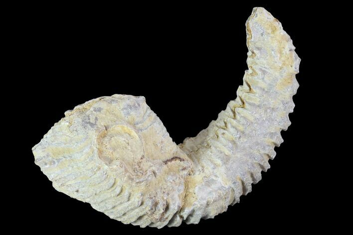 Cretaceous Fossil Oyster (Rastellum) - Madagascar #100342